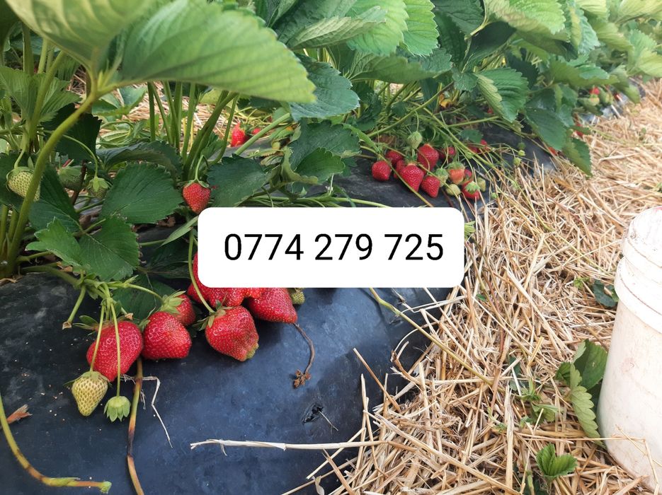 Stoloni Capsuni Remontante ALBION și soiuri anuale