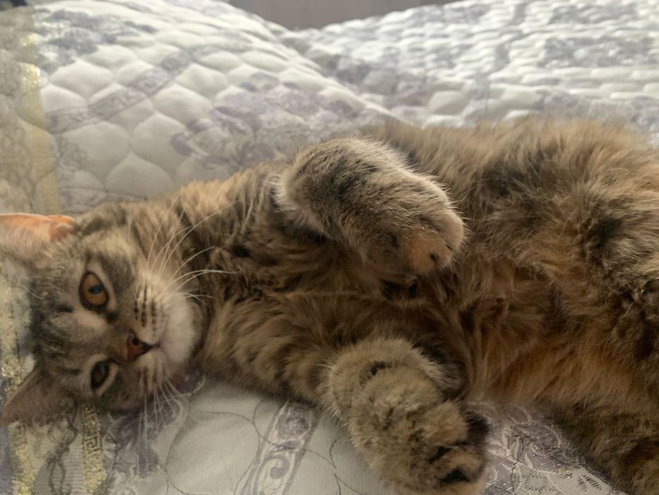 Отдам кошечку в хорошие руки