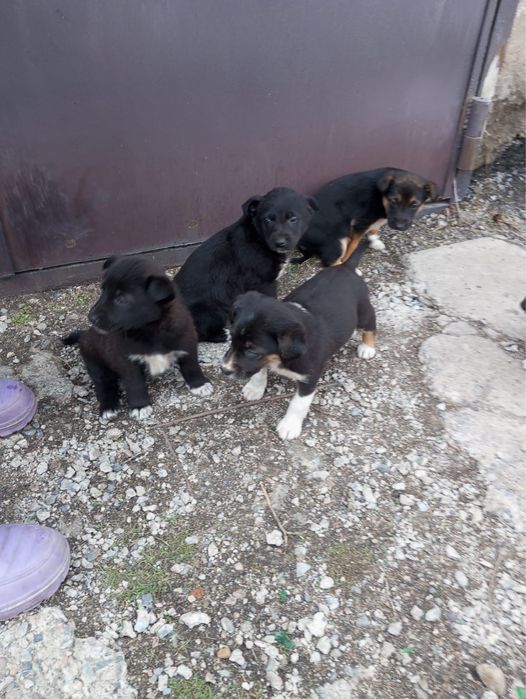 Отдам щенят от овчарки в добрые руки