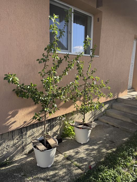 Trandafir japonez galben si violet