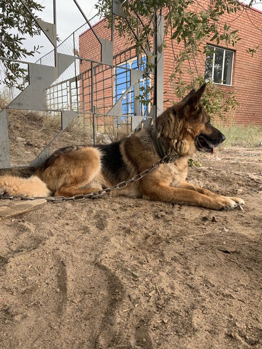 Услуги всех видов Охраны.