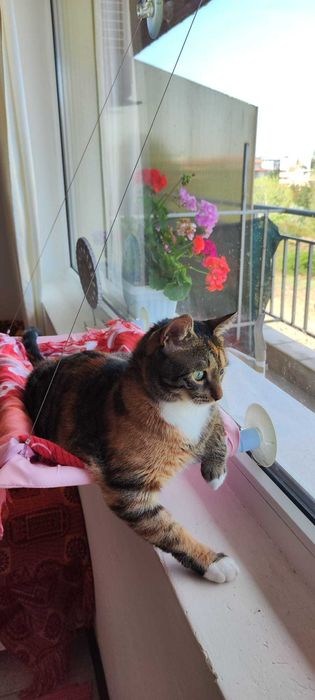 Временен дом за вашата котка