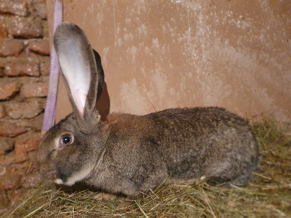 Iepuroi,iepuroaica,iepuri,Urias German,Rasă pura certificați cu tatuaj