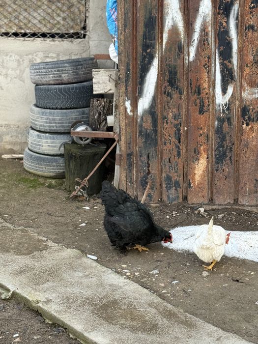 Туып тураған тауықтар