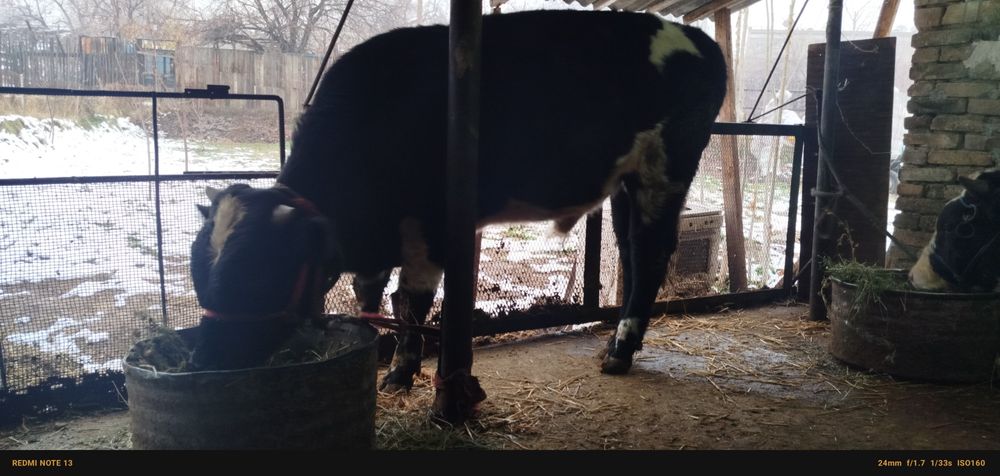 Zottor buqachalar sotiladi