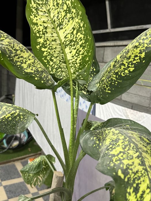 Диффенбахия в горшке