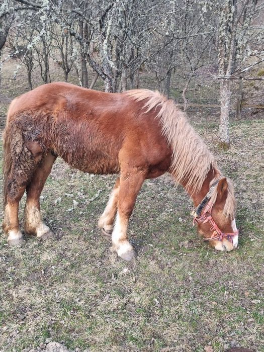 Vând manz sau schimb cu vaca