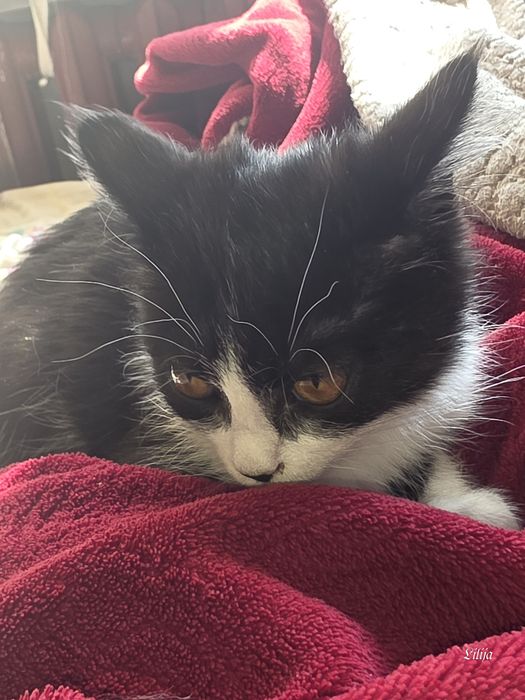 Котик в добрые руки бесплатно