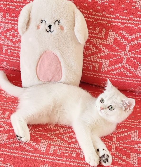 British shorthair
