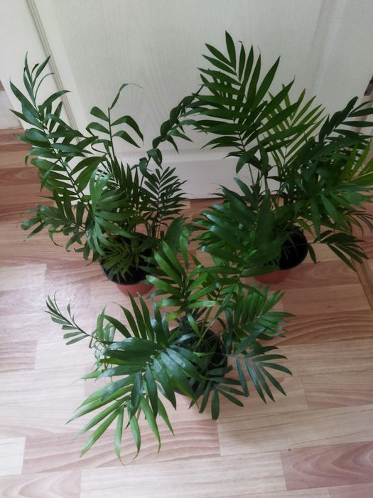 Хамедорея:5500 тенге