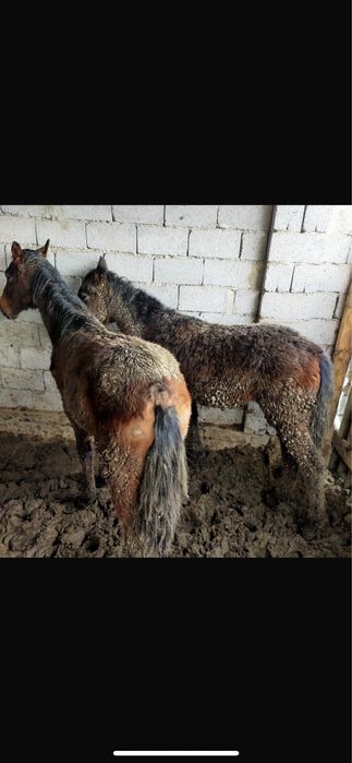 Сатылатын атдар бар бордакы семыз 2 бас