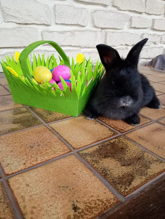 Iepuri marele argintiu