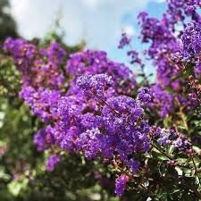 Liliac Indian (Flori Mov )