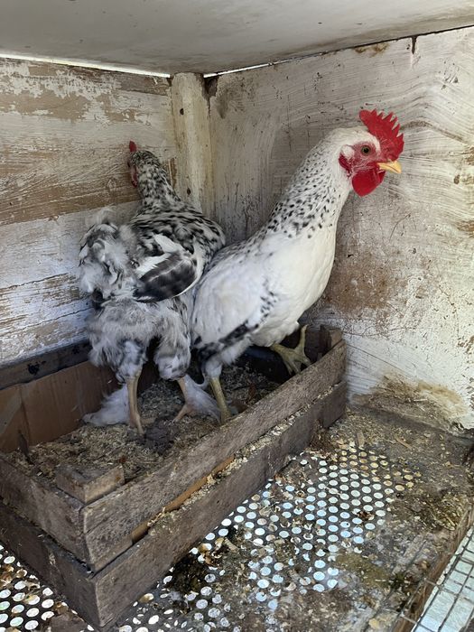 Продам молодых петушков