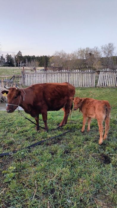 Дойная корова второй отёл