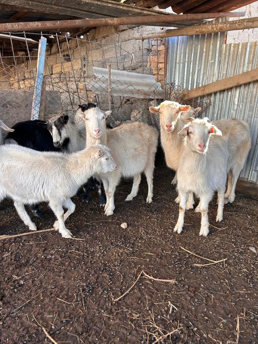 Ешкілер сүттікөп