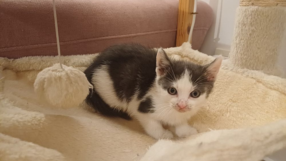 Adopție pentru un suflet