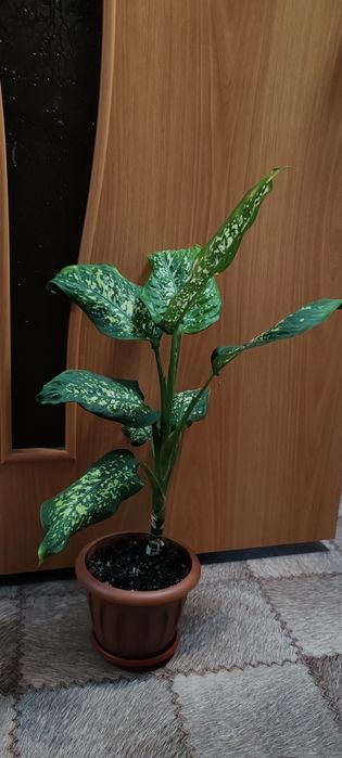 Продам недорого.