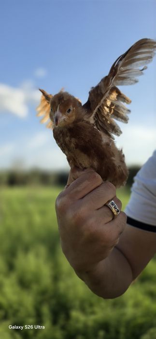 Ханхеп товуклари ва жужалари Xanxep tovuqlari va jo'jalari