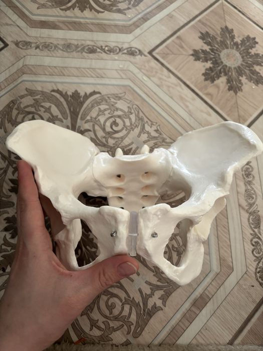 Анатомический макет женский таз