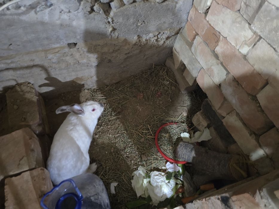 Quyonlar sotiladi. Куенлар бор хар хил. Кролики здоровые. Кролчата