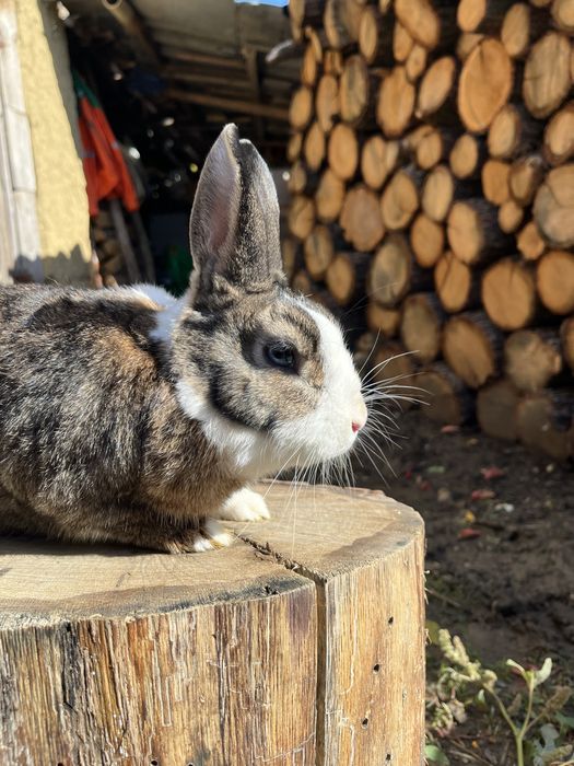 Iepure rex pitic mascul