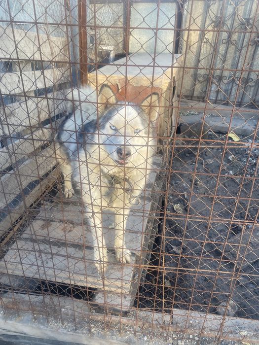 Продам щенков хаски. Родители с щенками.