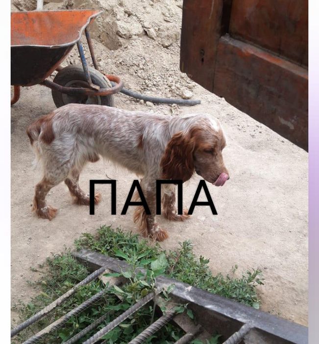 Русский спаниель чистокровный