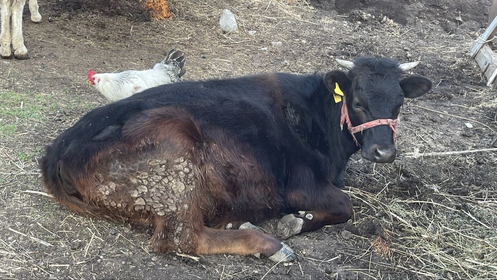 Продается телка 1,5 год. село Рыскулова