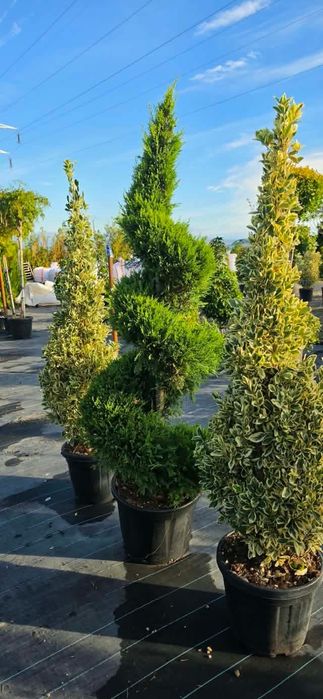 Vând plante ornamentale diferite specii și dimensiuni