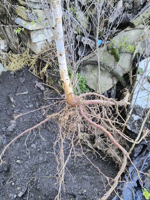 Бяла БРЕЗА - фиданки в контейнер и БОР в контейнер