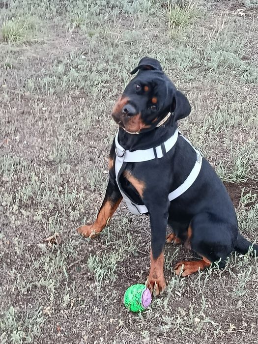 Вязка ротвейлера