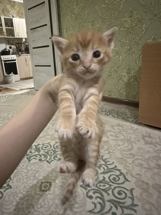 Отдам котят в ласковые руки.