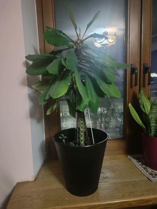 Растение Молочай