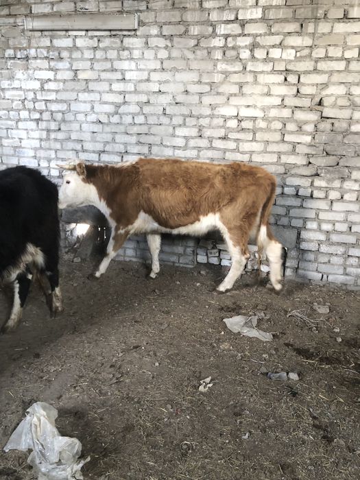 10 бас қысыр сиырлар сатылады