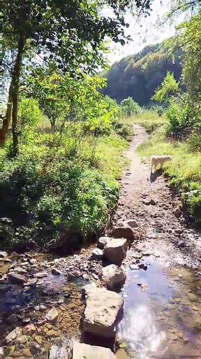 Продава се Парцел в с. Згурово, Област Кюстендил - 1330 кв.м за 19 €/кв.м - Снимка #10