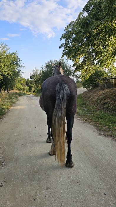 Iapă de echitație Frizian x Lipitan