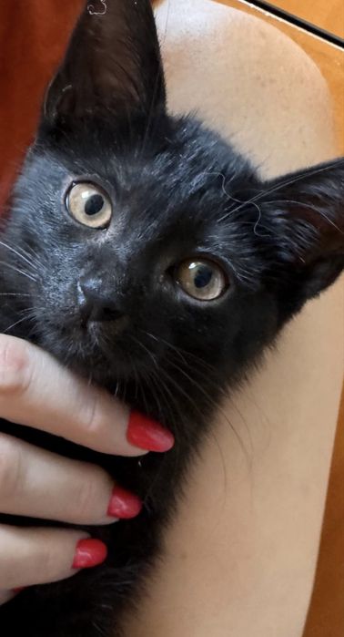 Котик Черныш около 3 мес