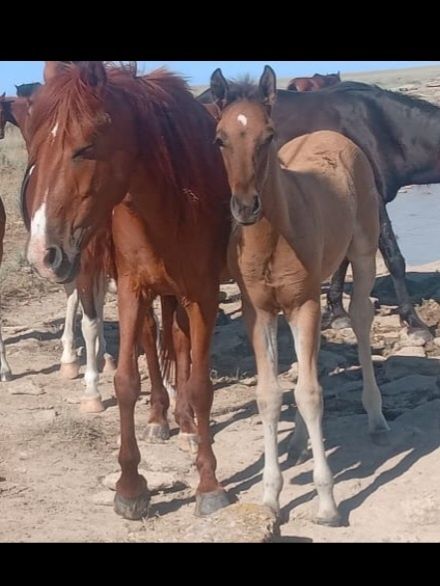 Екі Бие сатылады.