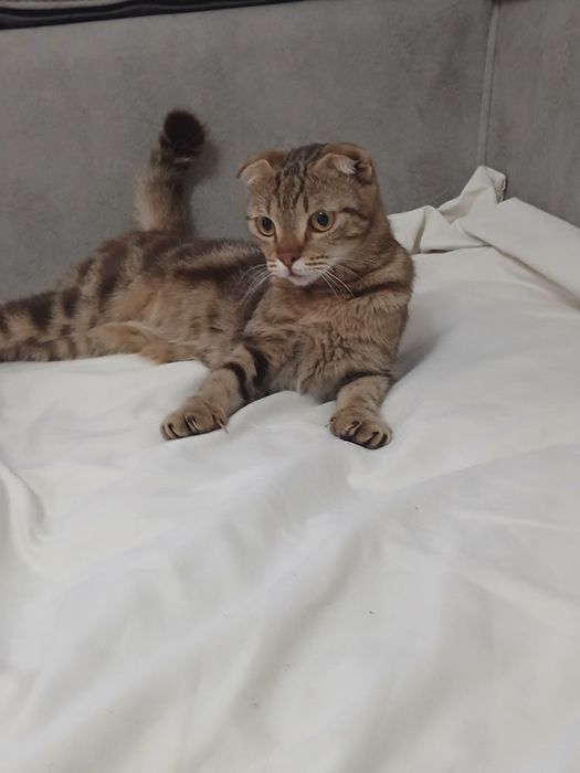Котёнок девочка 4,5 месяца