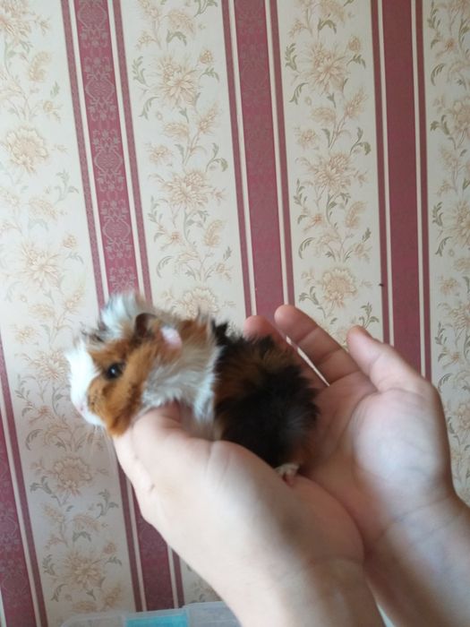 Морские свинки резетчатые