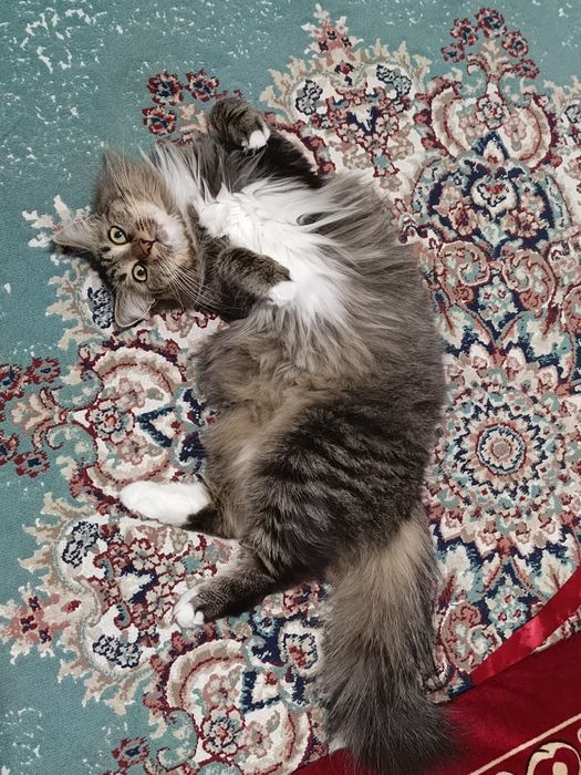 Вязка кошка Веста
