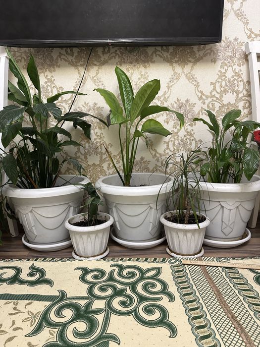 Срочна сатылады Женское счастье