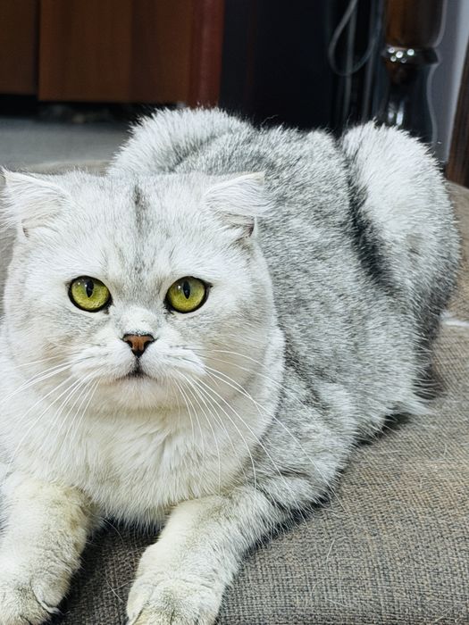 Продаётся кошка порода «Британская шиншила» фоулд