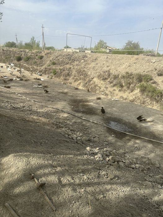 Урдак ва гоз тухуми сотилади инкубатор учун