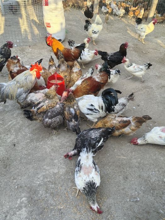 Продам петухов  на племя