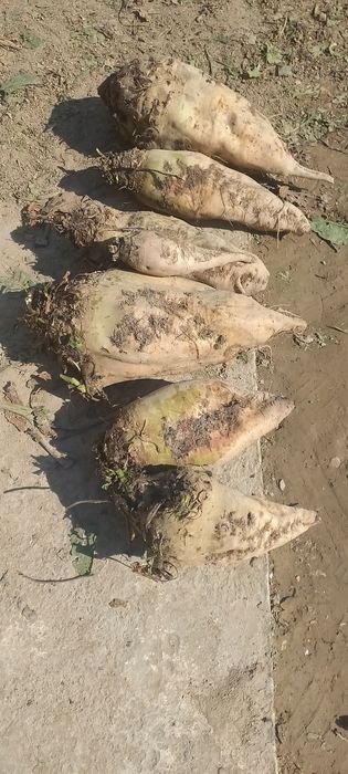 Qand lavlagi sotiladi jizzaxda