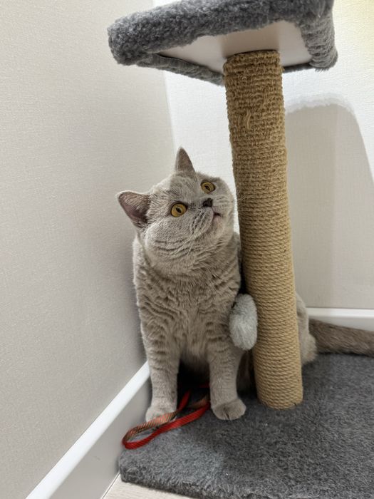 отдам кота в хорошие руки