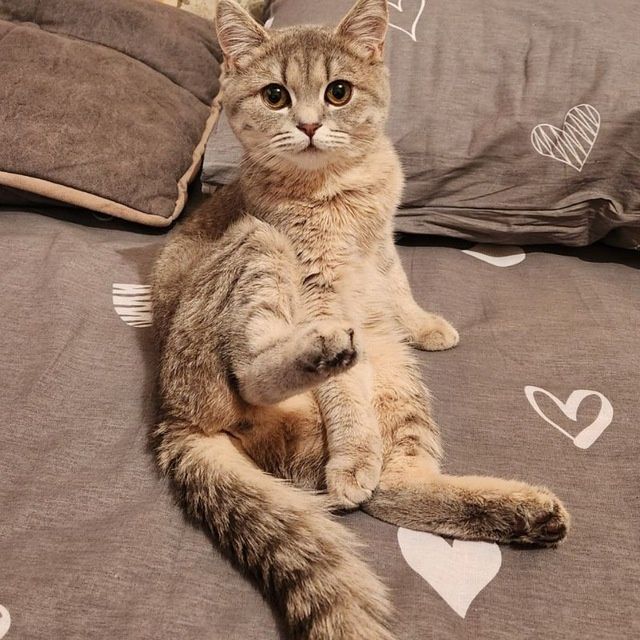 Oriq loli jinsiy aloqa