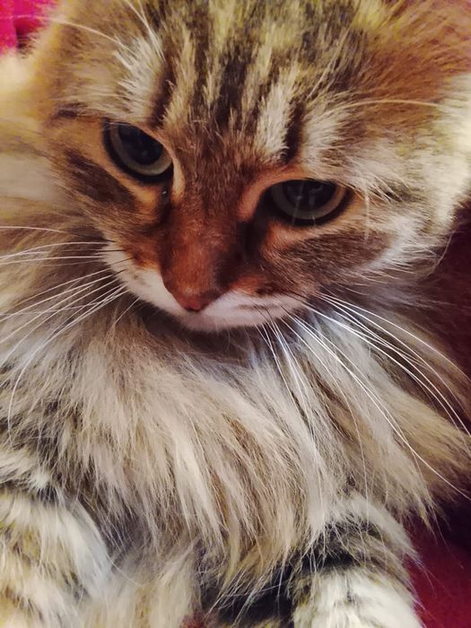 Срочно! Отдам кошку в добрые руки, в связи с переездом